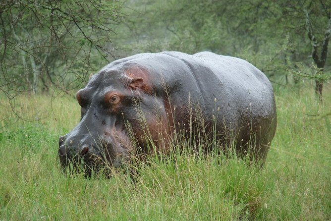 2 Days Lodge safari. - FAQs