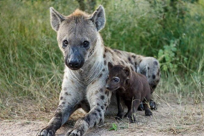 2 Days Lodge Safari Tarangire & Ngorongoro Crater - Key Points