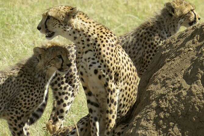 2 Days Lodge Safari Tarangire & Ngorongoro Crater - An In-Depth Look at the Safari