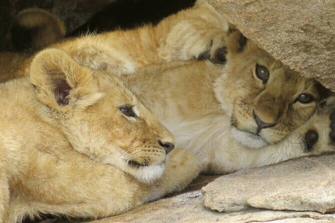 2 Days Lodge Safari Tarangire & Ngorongoro Crater - Final Thoughts