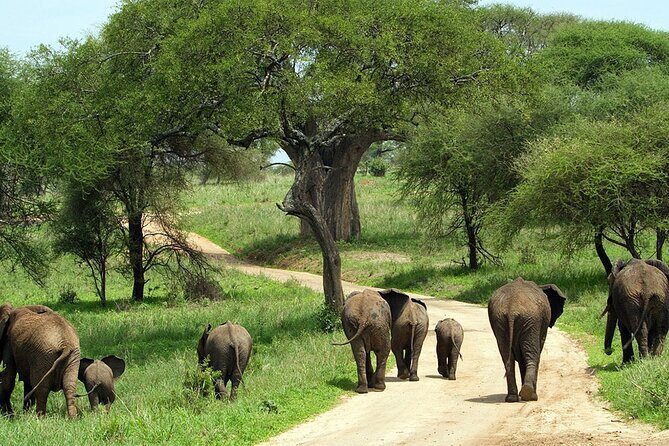 2 days Majestic Tanzania safari Tarangire and Ngorongoro Crater - Key Points
