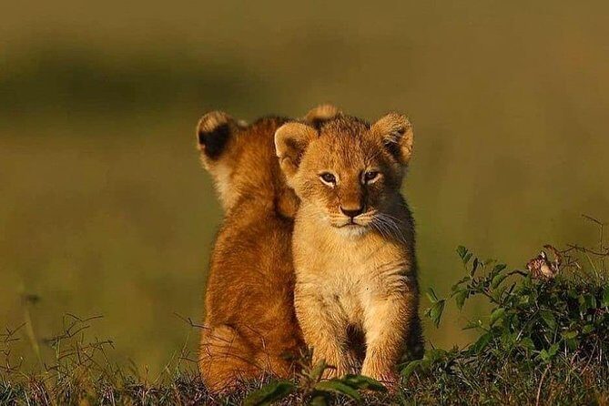 2 days Mid Range Safari in Ngorongoro and Tarangire Big 5 Parks - Why This Tour Might Be Perfect for You