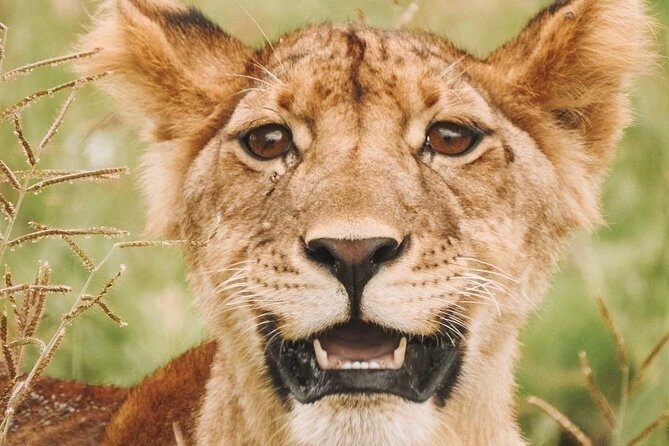 2 days Mid Range Safari in Ngorongoro and Tarangire Big 5 Parks - Frequently Asked Questions
