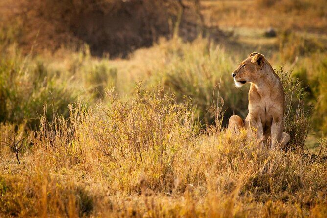 2-Days Mikumi National Park Budget Safari - The Itinerary in Detail