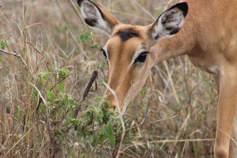 2 Days Mikumi national park comfortable safari from Dar - Key Points