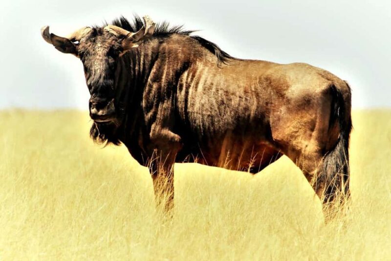 2 Days Mikumi national park comfortable safari from Dar - Day 2: Wildlife Encounters and Scenic Landscapes