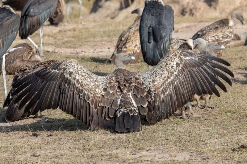 2 Days Mikumi national park comfortable safari from Dar - Final Thoughts
