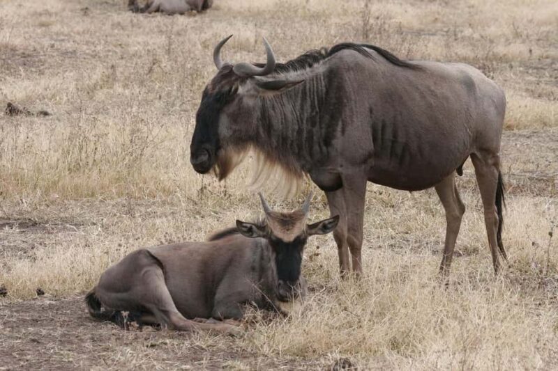 2-Days Mikumi National Park from Dar-es-Salaam by luxury car - Key Points