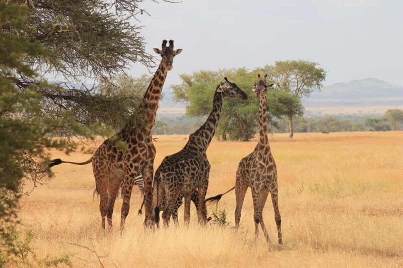 2-Days Mikumi National Park Luxury Safari from Zanzibar - An In-Depth Look at the 2-Day Mikumi Luxury Safari