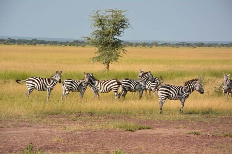 2-Days Mikumi National Park Luxury Safari from Zanzibar - Final Thoughts: Who Will Love This Safari?
