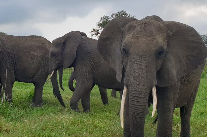 2 Days Mikumi National Park Safari From Dar es salaam or Zanzibar - Why This Tour Works for Travelers