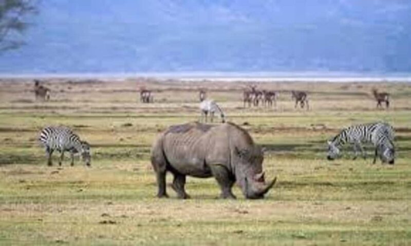 2 Days Mikumi National Park - Who Should Consider This Tour?