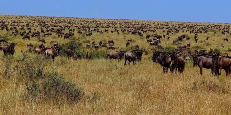 2 Days Mikumi National Park - FAQ