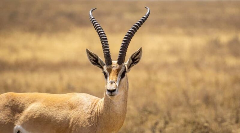 2 DAYS - MIKUMI PARK FROM DAR ES SALAAM BY LUXURY TRAIN - A Detailed Look at the 2-Day Mikumi Safari Experience