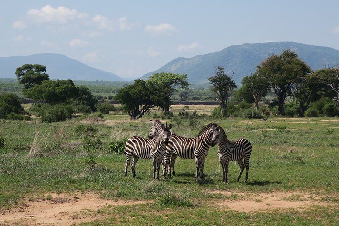 2 Days Mikumi Private Safari from Zanzibar with Accommodation - An In-Depth Look at the Tour
