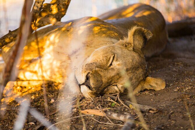 2 Days Mikumi Private Safari from Zanzibar with Accommodation - FAQ
