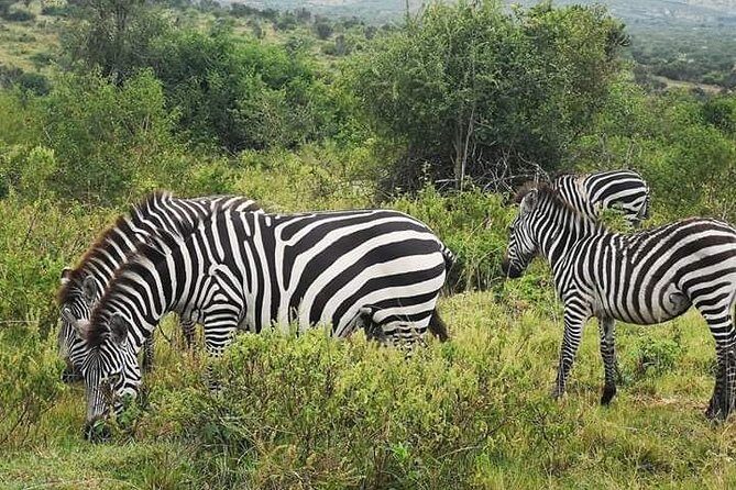 2 Days - Mikumi safari depart from Zanzibar or Dar es salaam - An Introduction to the Mikumi Safari Experience