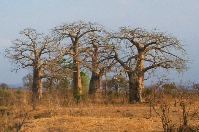 2 Days - Mikumi safari depart from Zanzibar or Dar es salaam - Final Thoughts: Is This Tour for You?
