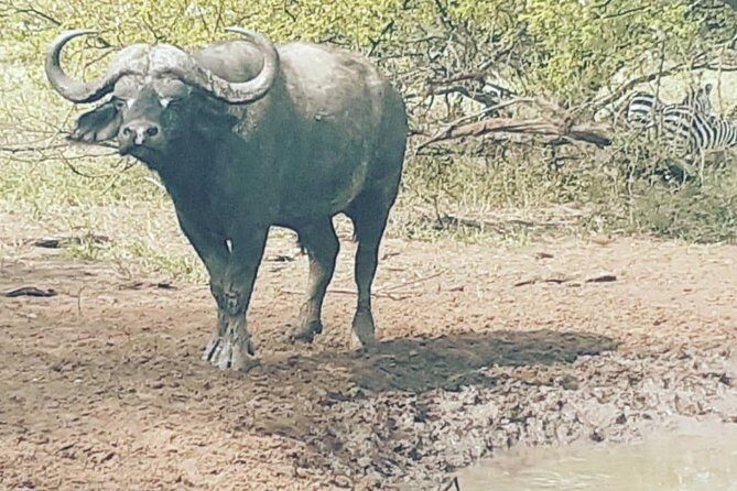 2 Days - Mikumi safari depart from Zanzibar or Dar es salaam - Frequently Asked Questions