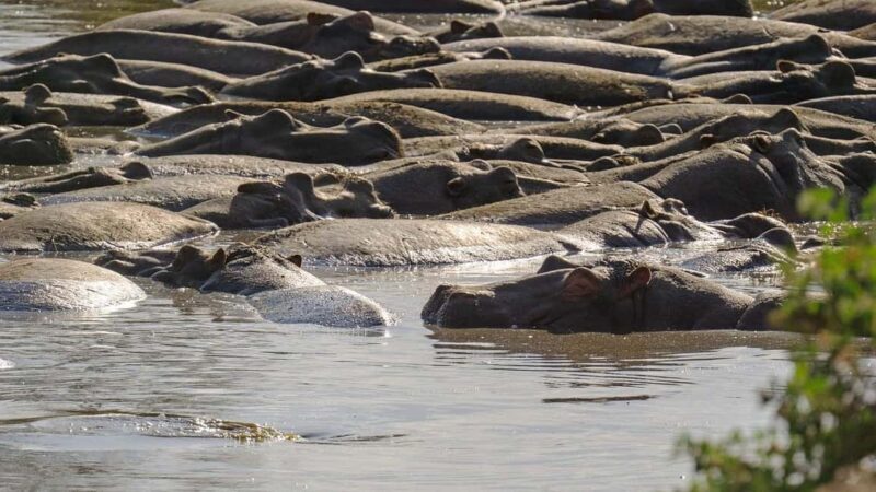 2 Days Mikumi With Night Game Drive by Open Jeep: morogoro - A Closer Look at the Itinerary and What to Expect