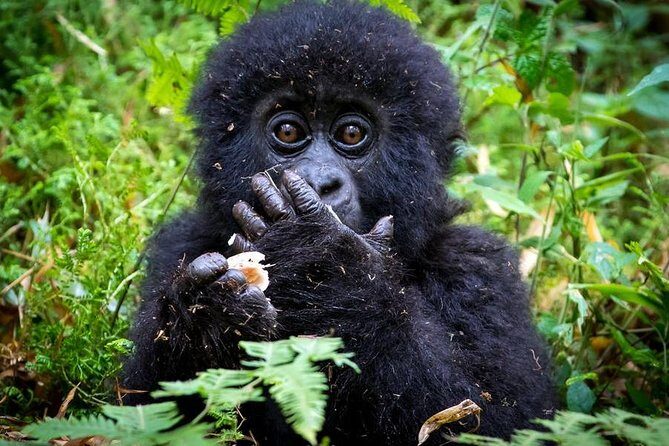 2 Days Mountain Gorilla Safari Rwanda - Analyzing the Itinerary: What You Can Expect