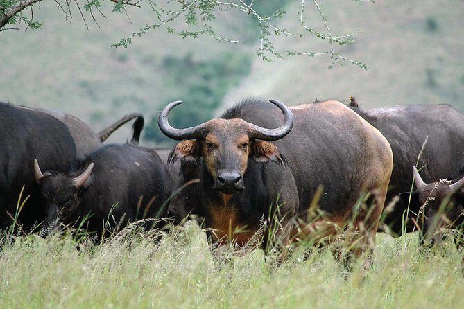 2 Days Mountain Gorilla Safari Rwanda - Who Is This Tour Best For?