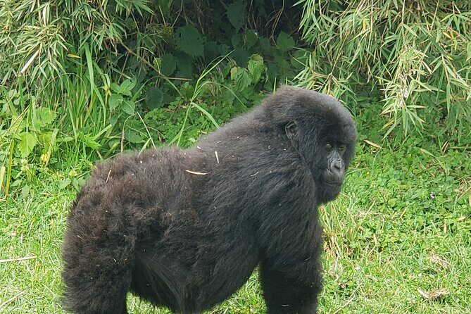 2 Days Mountain Gorilla Safari Rwanda - Final Thoughts: Is This the Rwanda Safari for You?