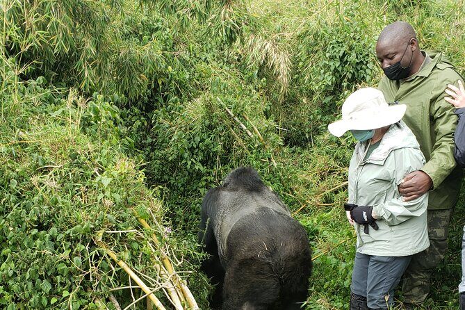 2 Days Mountain Gorilla Safari Rwanda - FAQ