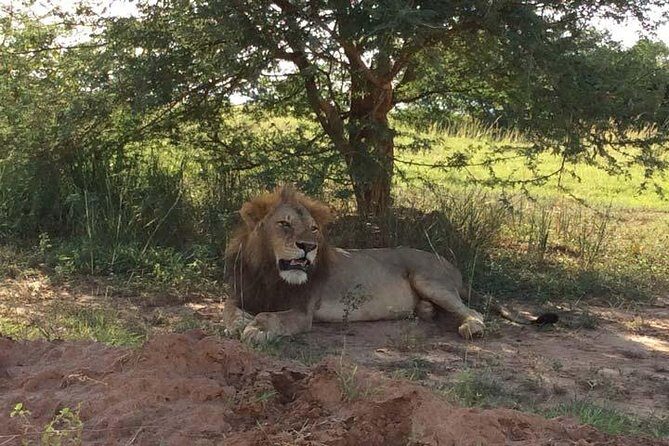 2 days Murchison Falls and Wildlife Game Viewing - Analyzing the Experience: What You Can Expect
