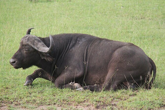 2 days Murchison Falls and Wildlife Game Viewing - Who Should Consider This Tour?