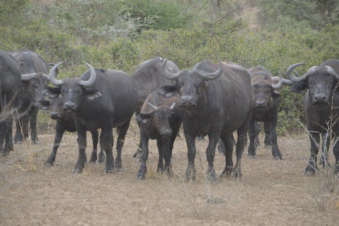 2 days Murchison Falls and Wildlife Game Viewing - FAQ