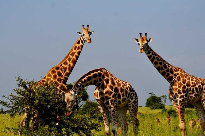 2 Days Murchison Falls Park Vacation - Key Points