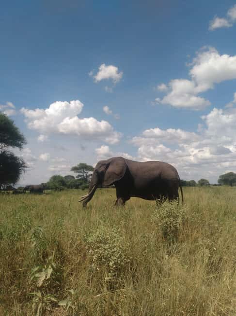 2-Days, Ngorongoro crater and Tarangire Safari. - Key Points