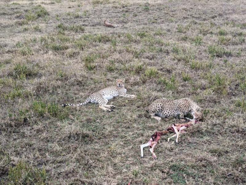 2-Days, Ngorongoro crater and Tarangire Safari. - The Sum Up