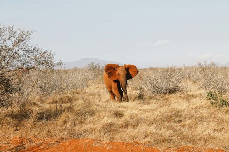 2 Days Ngutuni Sanctuary, Tsavo East Private Safari - The Experience of Ngutuni Sanctuary: What Travelers Say