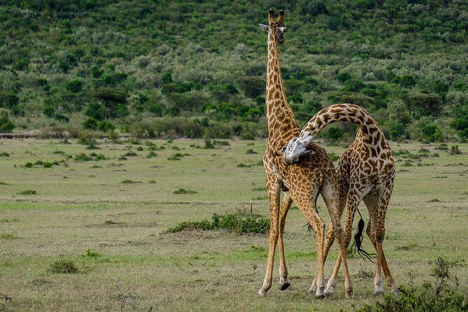 2 Days Northern Circuit Safari (lake Manyara & Ngorongoro) - An Overview of the Experience