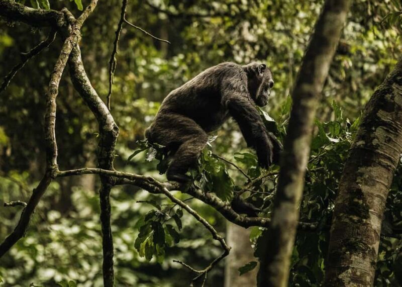 2 Days Nyungwe National Park Tours -Chimp-Canopy-Waterfall - What’s Included and What to Keep in Mind