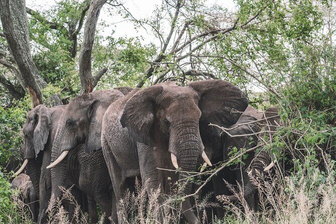 2 Days One Night Private Tour in Tarangire National Park - An In-Depth Look at the Tour