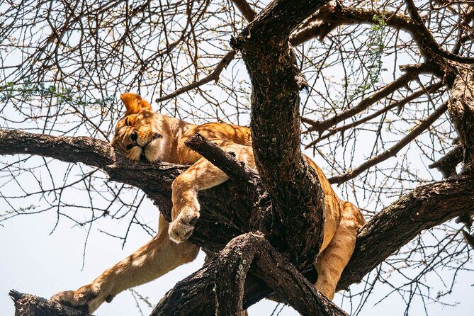 2 Days One Night Private Tour in Tarangire National Park - Who Is This Tour Best For?