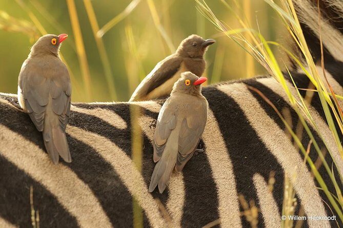 2-Days Pilanesberg best chance to view "Big 5" with private extended safari - A Detailed Look at the Experience