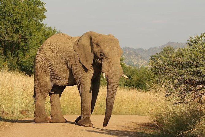2-Days Pilanesberg best chance to view "Big 5" with private extended safari - Who Is This Tour Best Suited For?