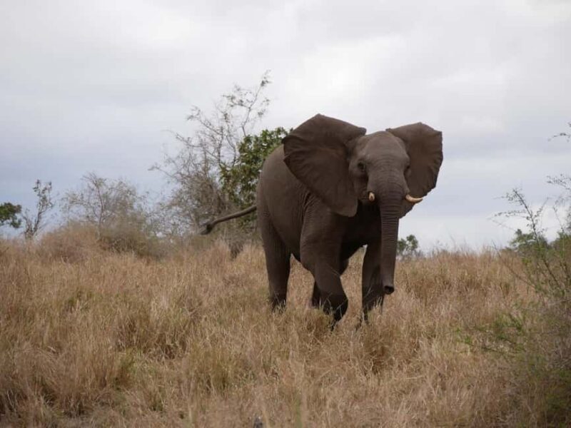 2 days Pilanesberg national park luxury safari - Key Points