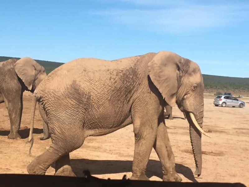 2 days Pilanesberg national park luxury safari - Exploring the 2-Day Pilanesberg National Park Luxury Safari