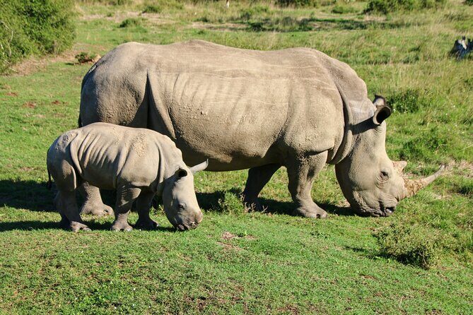 2 Days Pilanesberg National Park Luxury Safari - Exploring the 2 Days Pilanesberg National Park Luxury Safari: A Practical, Authentic Wildlife Adventure