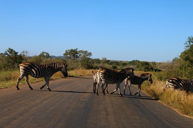 2 Days Pilanesberg National Park Luxury Safari - Key Points
