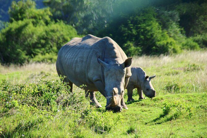 2 Days Pilanesberg National Park Luxury Safari - What’s Included and What’s Not