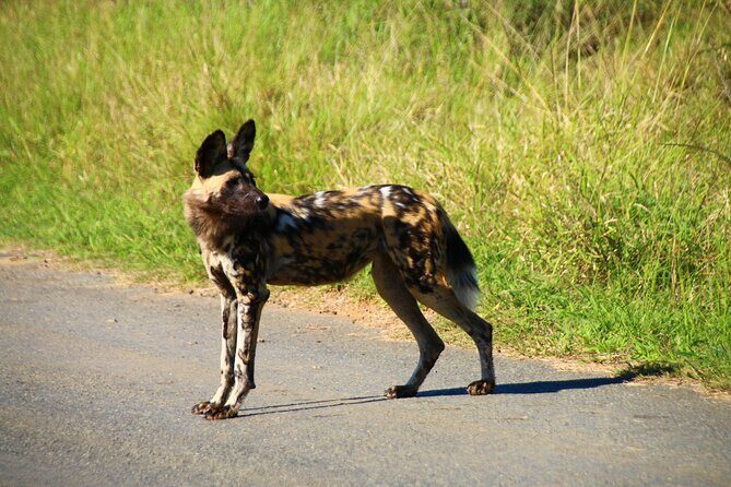 2 Days Pilanesberg National Park Luxury Safari - Why This Tour Offers Good Value