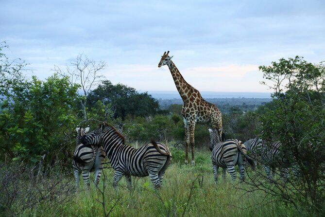 2 Days Pilanesberg National Park Luxury Safari - Authenticity and Traveler Feedback