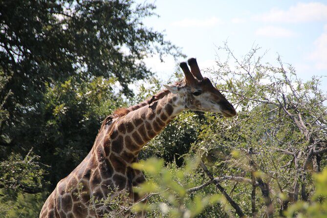 2 Days Pilanesberg National Park Luxury Safari - The Sum Up: Is This Safari Right for You?