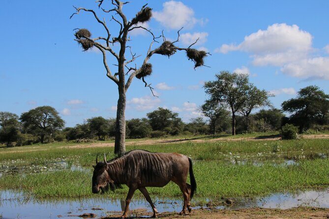 2 Days Pilanesberg National Park Luxury Safari - FAQ